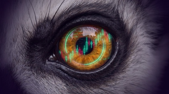 Extreme macro of a lemur's eye by candlelight — inside the huge amber iris, a green-and-red candlestick chart glows like a reflection, each candle a tiny flame around the dark pupil.